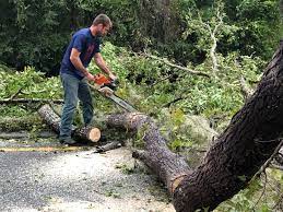 Seasonal Cleanup (Spring/Fall) in Forestville, MD